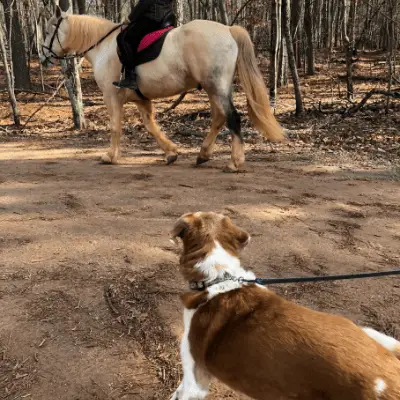 Chompers and a Horse