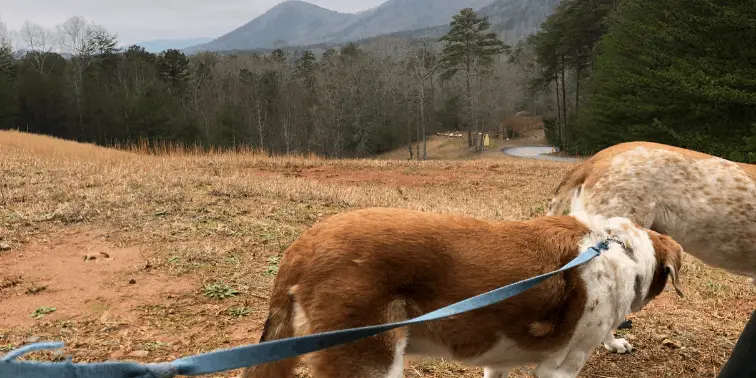 Chompers after a trail run