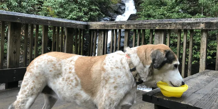 Mia drinking out of a water bowl