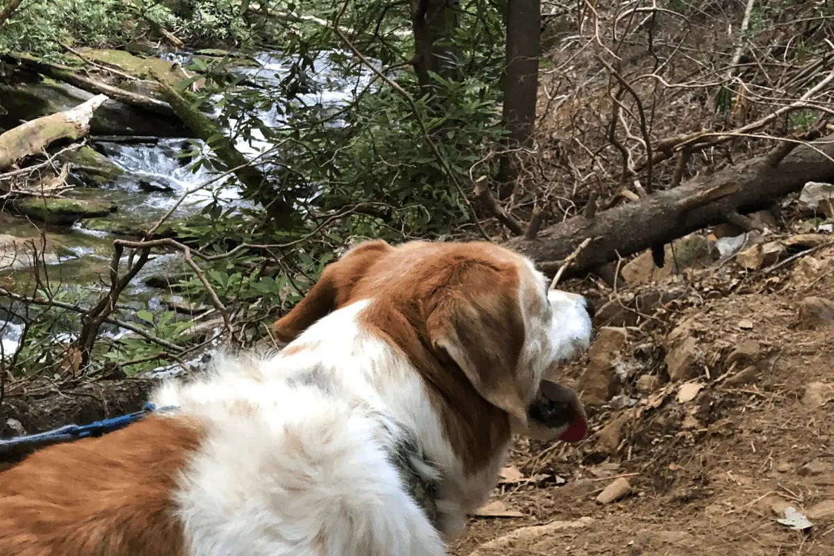 Trail Running with your Dog