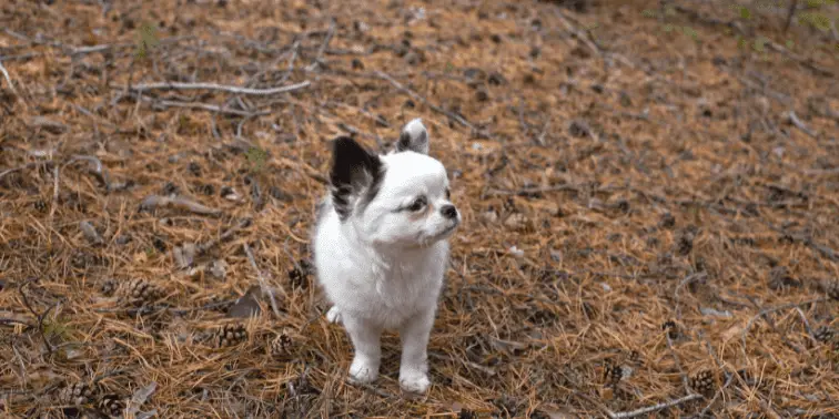 Chihuahua Puppy Outside