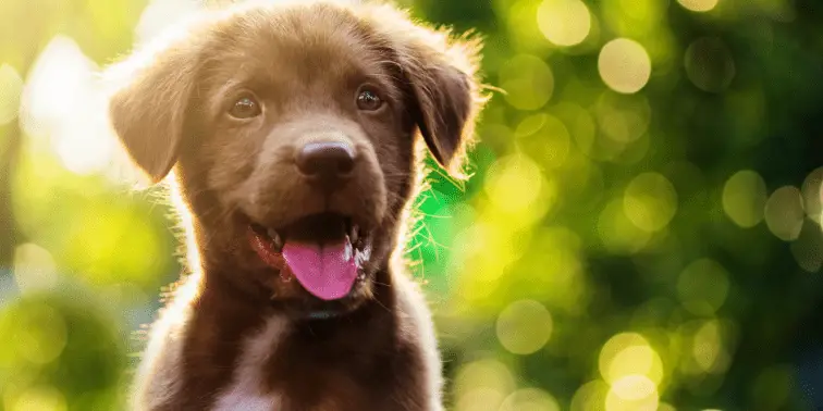 Retriever Puppy