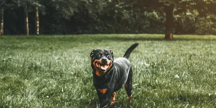 Rottweiler playing off-leash