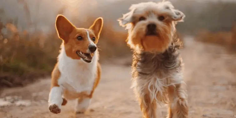 Two Puppies Running on a Trail