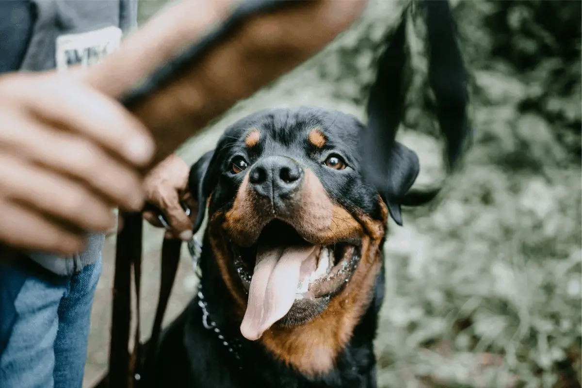 Hiking with a Rottweiler