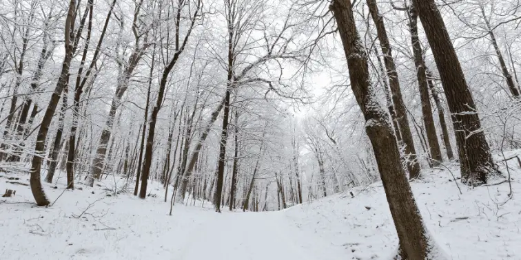 Snow Hiking