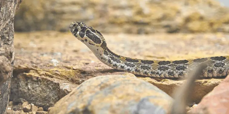 Snake crawling across rocks