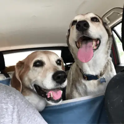 Heading to the trail with the dogs