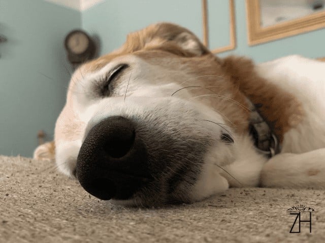 Chompers Sleeping on the Couch