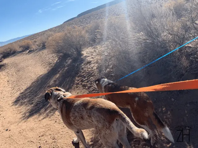 Chompers and Mia Hiking on Vacation