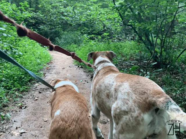 Chompers and Mia on the Trail