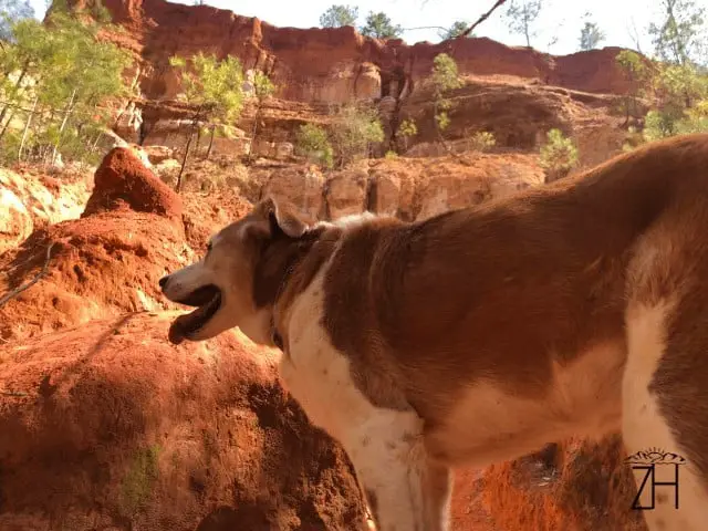 Chompers at Providence Canyon