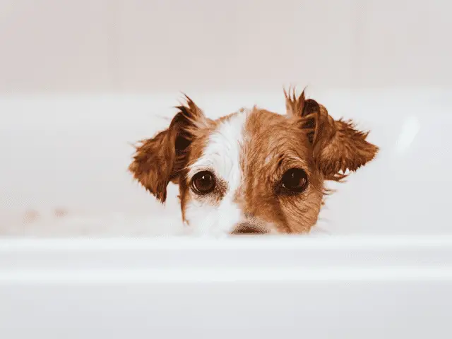 Dog in a Bath