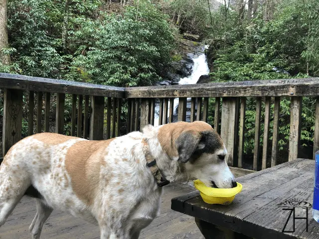 Mia Drinking from Collapsible Bowl