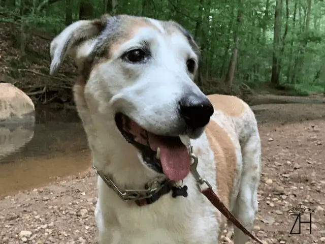 Mia at Kennesaw Mountain