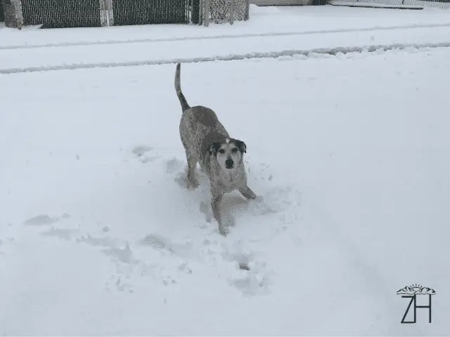 Mia in the Snow