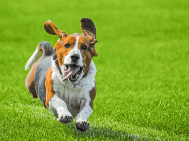 Basset Hound