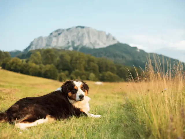 Bernese Mountain Dog