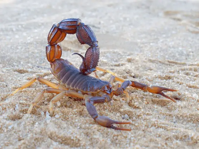 Scorpion in the Desert