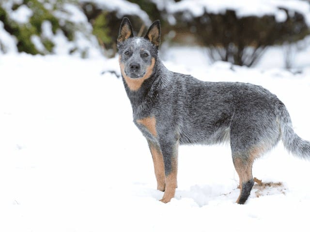 Australian Cattle Dog In The Snow