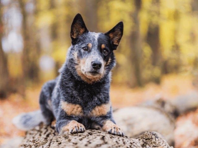 Australian Cattle Dog Laying On a Log