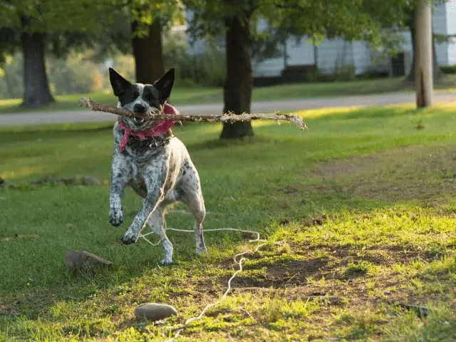 Australian Cattle Dog Running With Stick