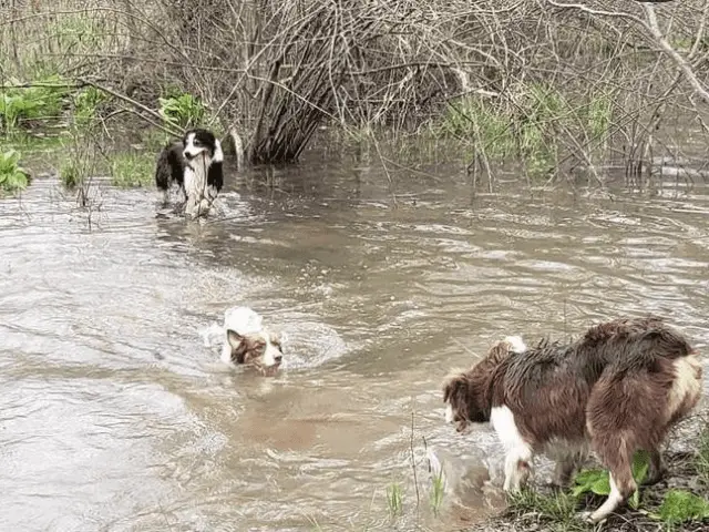 Australian Shepherds Swimming and Playing in Water