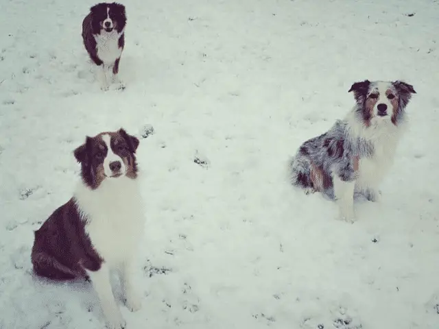 Australian Shepherds in the snow