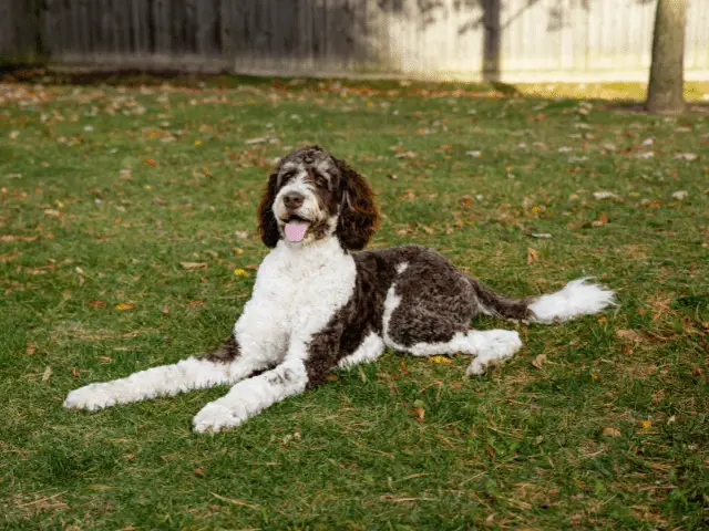 Bernedoodle laying in grass