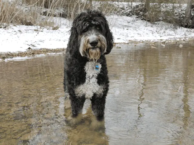 Bernedoodle wading through shallow water