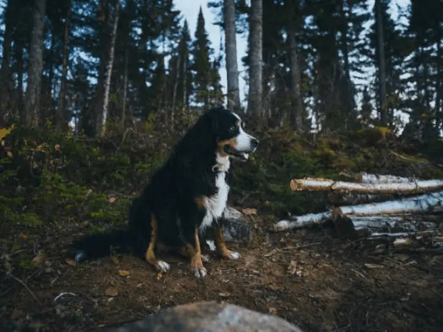 Bernese Mountain Dog Sitting in Forest