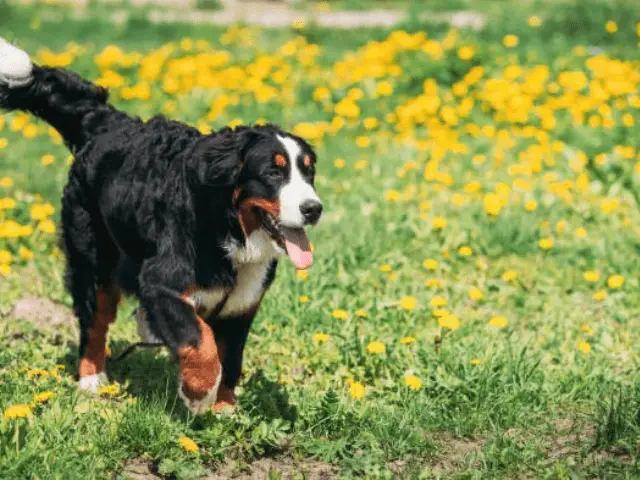 Bernese Mountain Dog Walking Outside