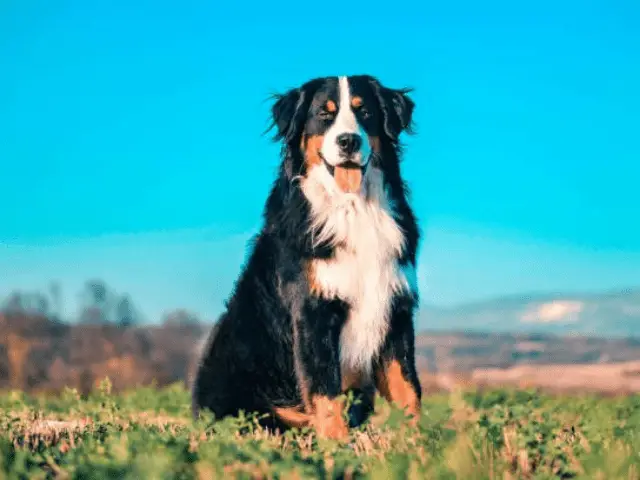 Bernese Mountain Dogs Sitting on a Hillside