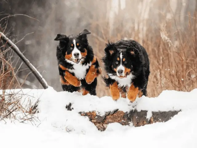 Bernese Mountain Dogs in the Snow