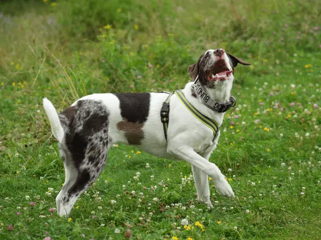 Blind Dog Playing in a Field