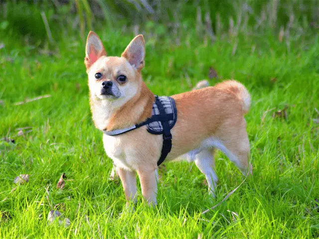 Chihuahua In a Field