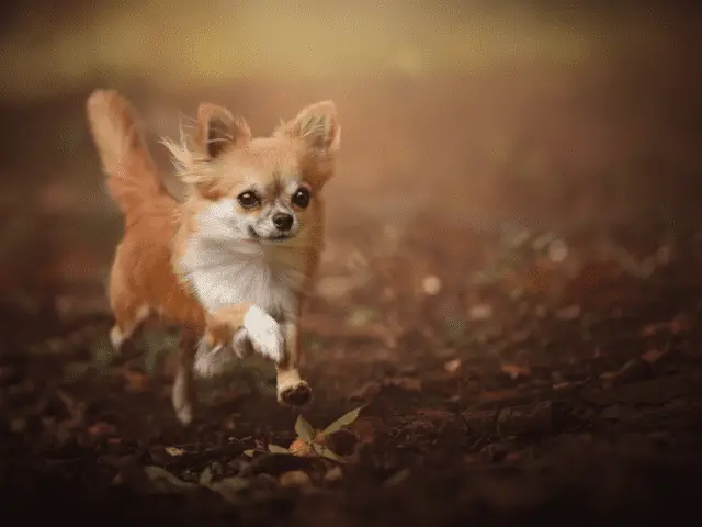 Chihuahua Running Along a Hiking Trail