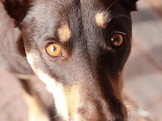 Close Up Pic of Australian Kelpie