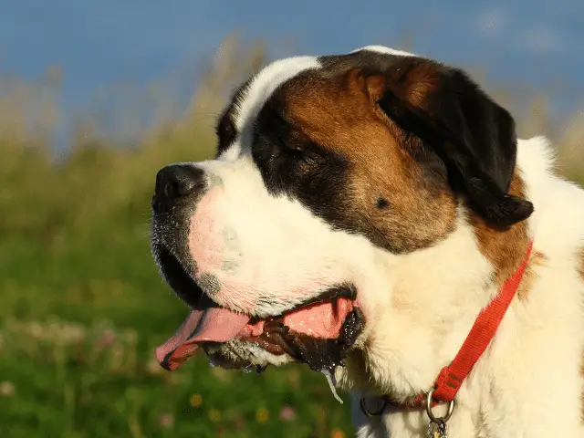 Close Up Shot of a Saint Bernard