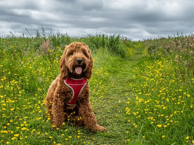 Cockapoo Surrounded By Wildflowers