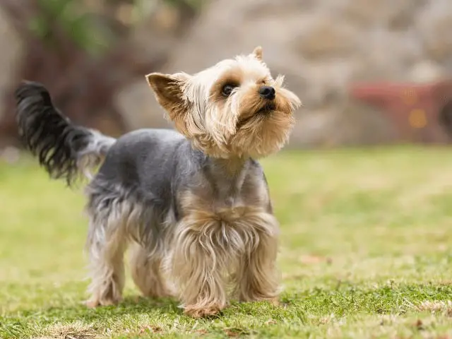 Cute Small Yorkshire Terrier