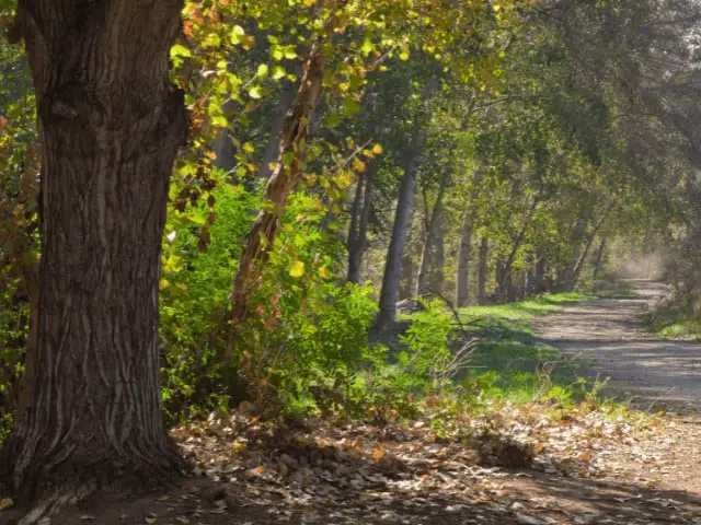 Empty Hiking Trail in the Morning