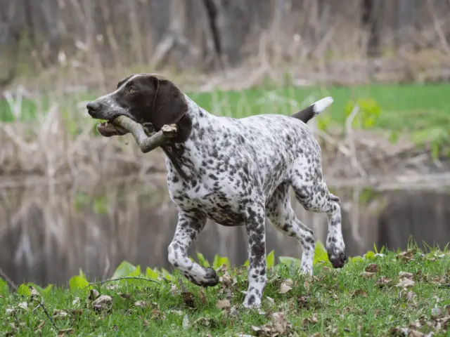 German Shorthaired Pointer Running With Stick