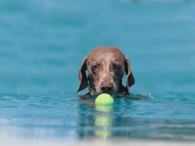 German Shorthaired Pointer Swimming