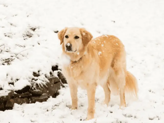 Golden Retriever in the Snow