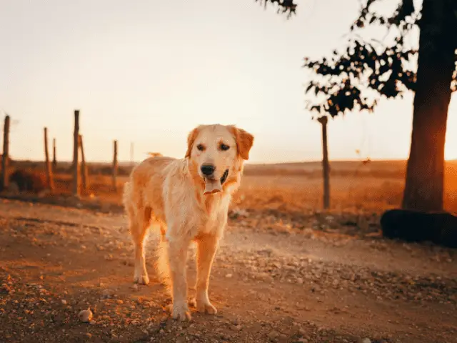 Golden Retriever on a Hiking Trail at Sunset