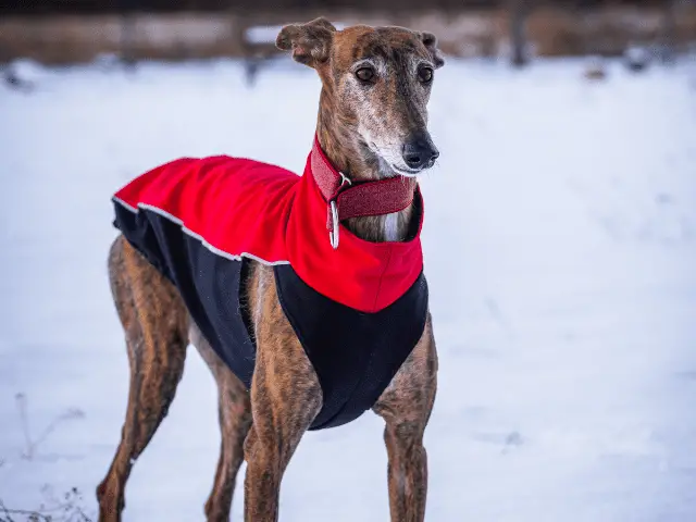 Greyhound With Jacket