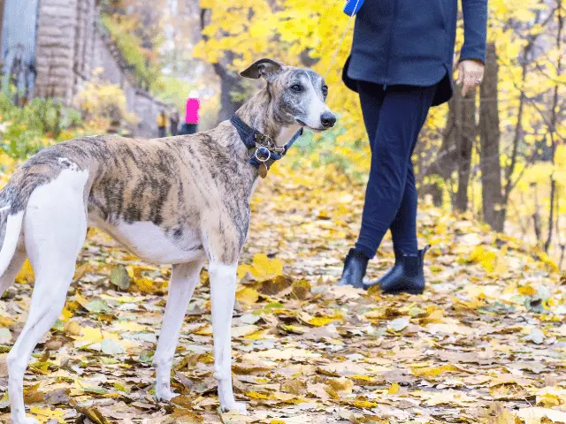 Greyhound on a trail filled with leaves