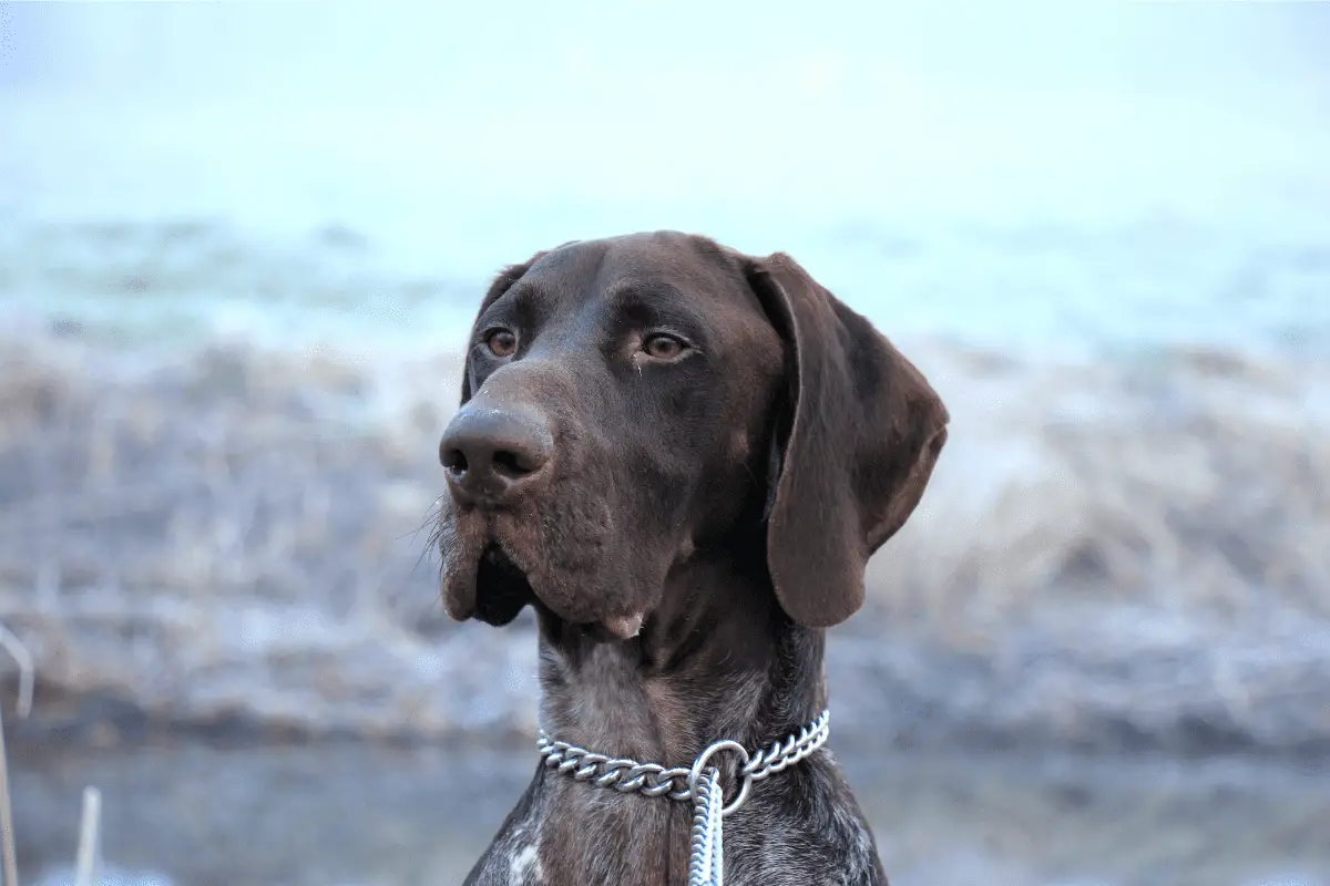 Hiking With a German Shorthaired Pointer