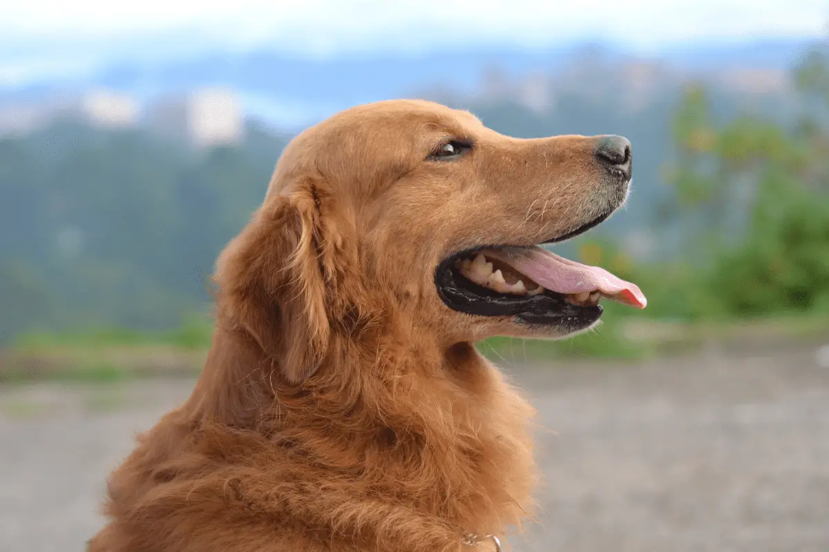 Hiking with a Golden Retriever